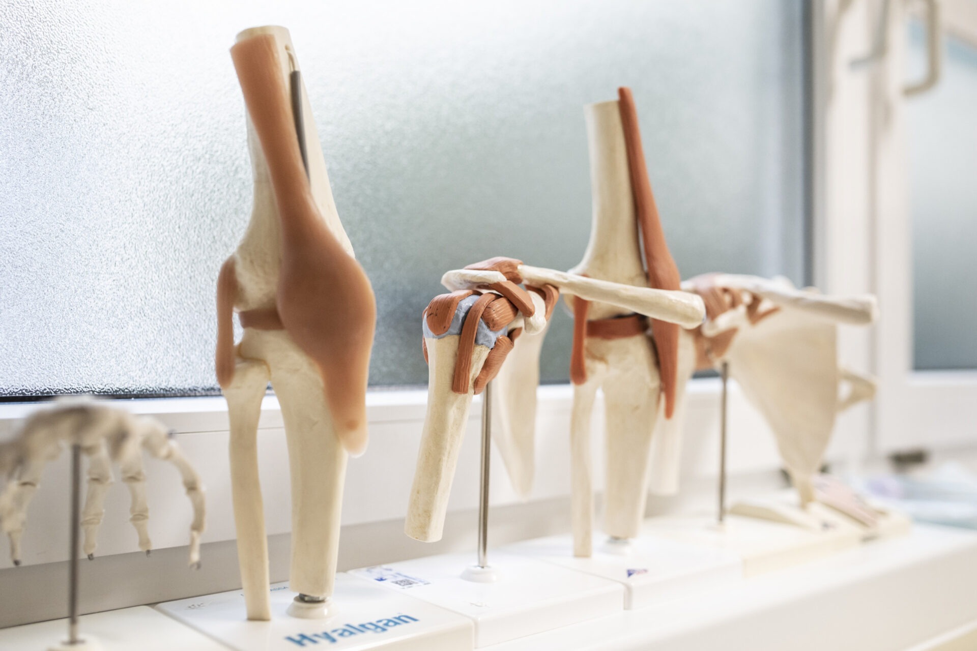 anatomische Modelle von Gelenken